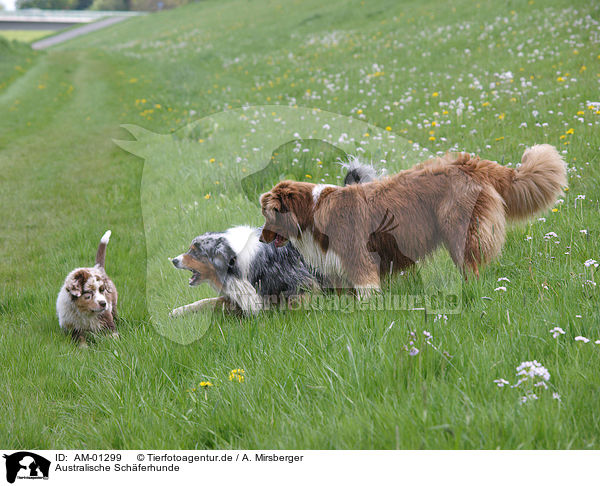 Australische Schferhunde / Australian Shepherds / AM-01299