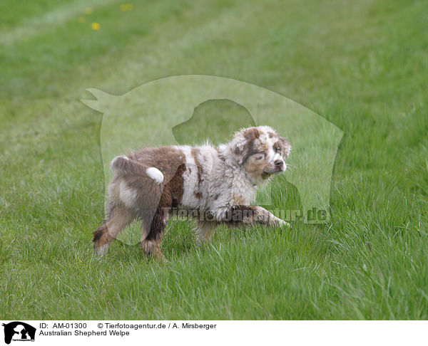 Australian Shepherd Welpe / Australian Shepherd puppy / AM-01300