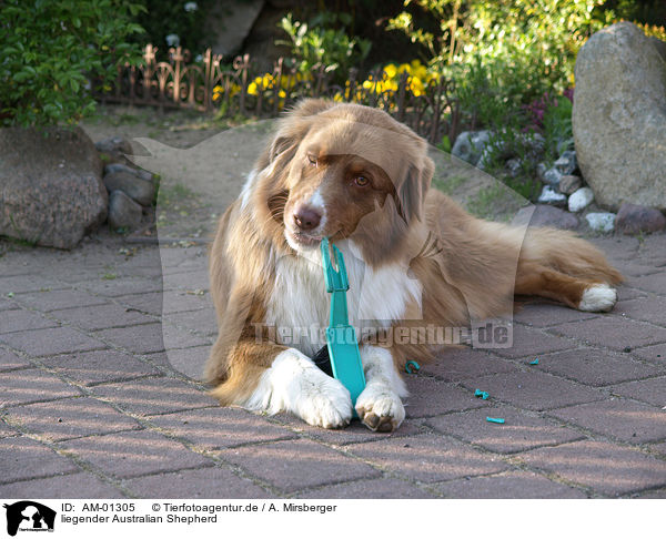 liegender Australian Shepherd / lying Australian Shepherd / AM-01305