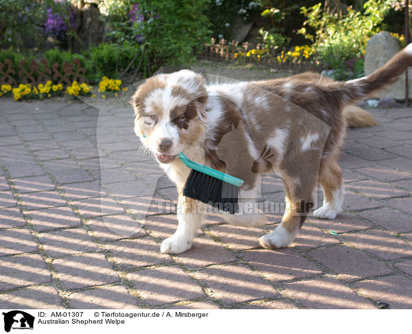 Australian Shepherd Welpe / Australian Shepherd puppy / AM-01307