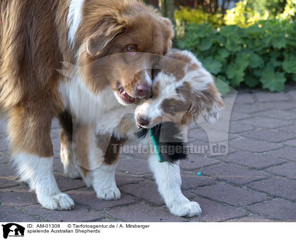 spielende Australian Shepherds / playing Australian Shepherds / AM-01308