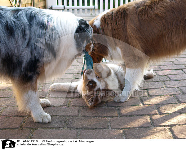 spielende Australian Shepherds / playing Australian Shepherds / AM-01310
