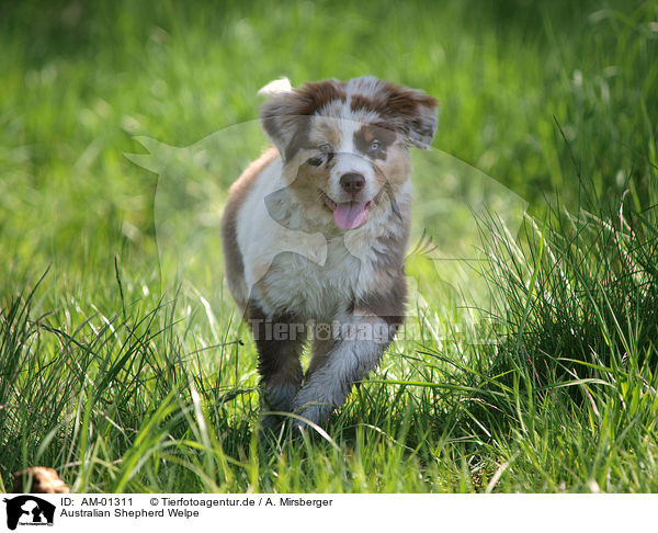 Australian Shepherd Welpe / Australian Shepherd puppy / AM-01311