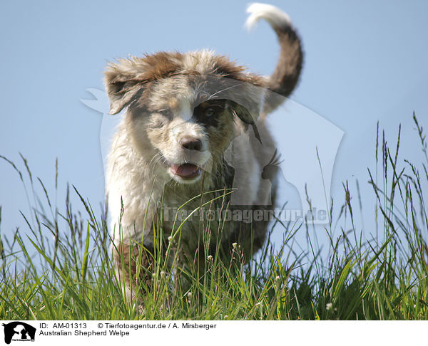 Australian Shepherd Welpe / Australian Shepherd puppy / AM-01313