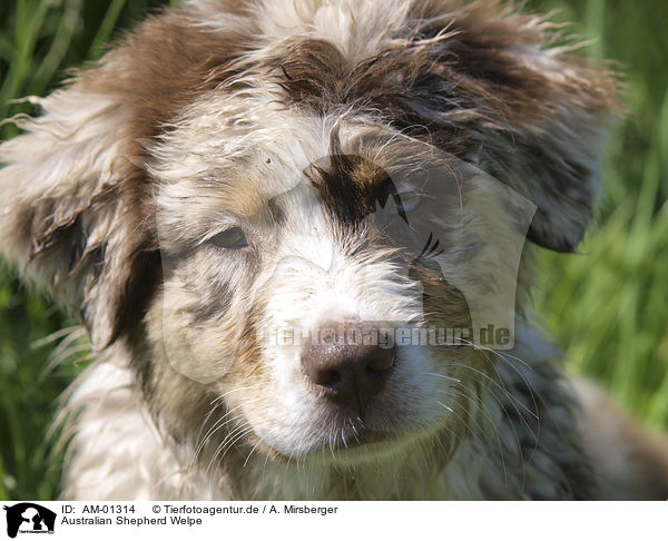 Australian Shepherd Welpe / Australian Shepherd puppy / AM-01314