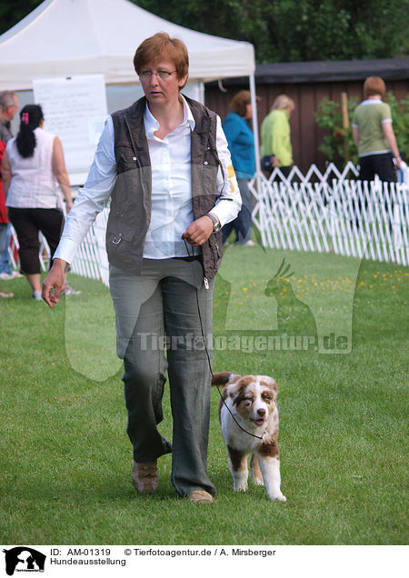 Hundeausstellung / dog show / AM-01319