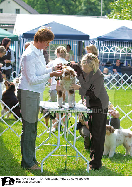 Hundeausstellung / dog show / AM-01324