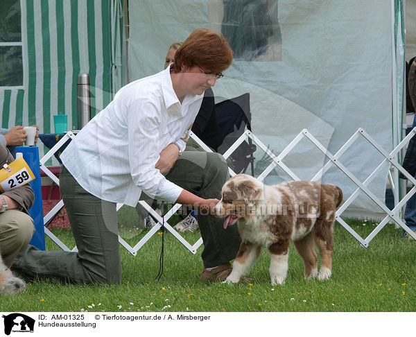 Hundeausstellung / dog show / AM-01325