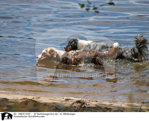 Australische Schferhunde / Australian Shepherds / AM-01345