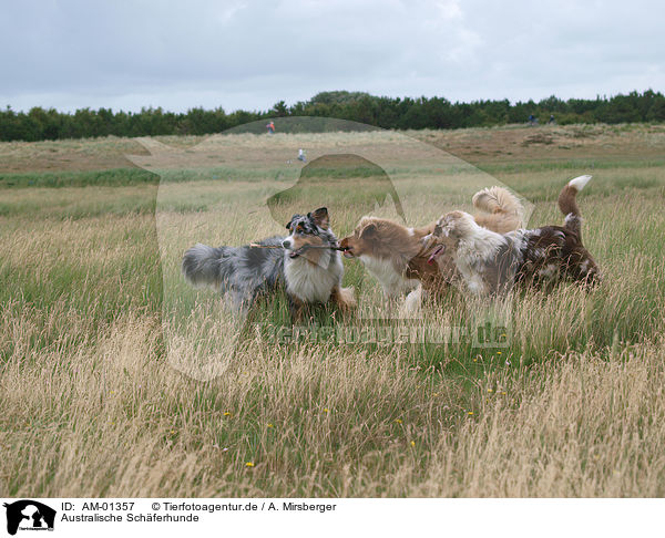 Australische Schferhunde / Australian Shepherds / AM-01357
