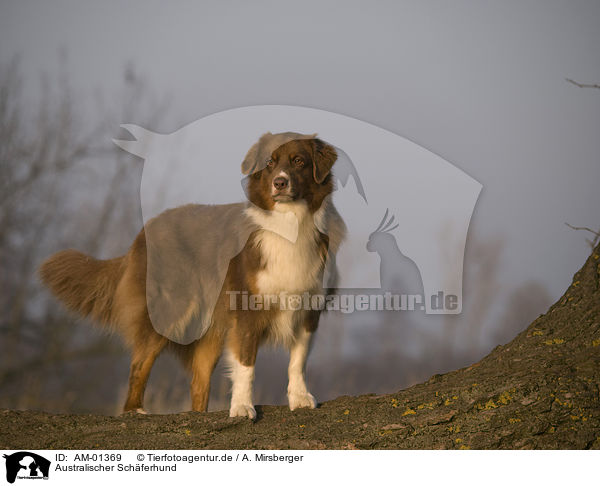 Australischer Schferhund / Australian Shepherd / AM-01369