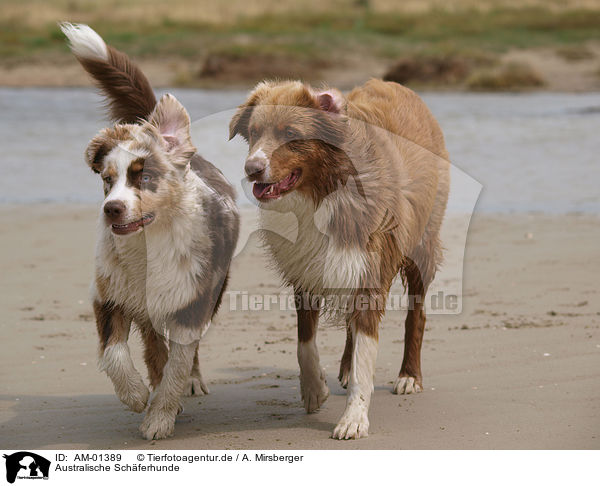 Australische Schferhunde / Australian Shepherds / AM-01389