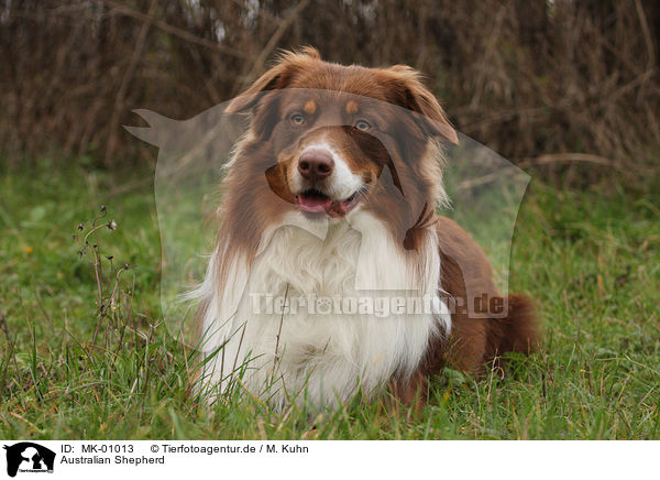Australian Shepherd / Australian Shepherd / MK-01013