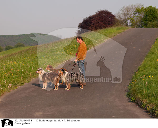 Gassi gehen / to go walkies / AM-01478