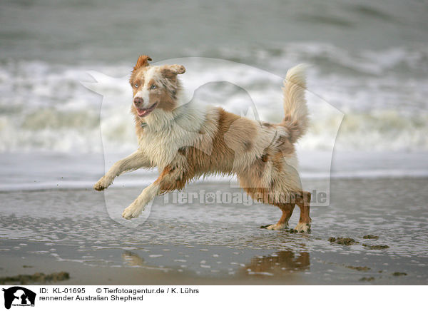 rennender Australian Shepherd / running Australian Shepherd / KL-01695