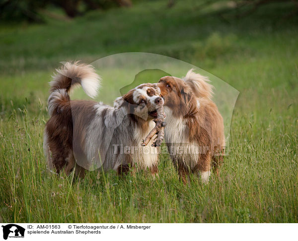 spielende Australian Shepherds / playing Australian Shepherds / AM-01563