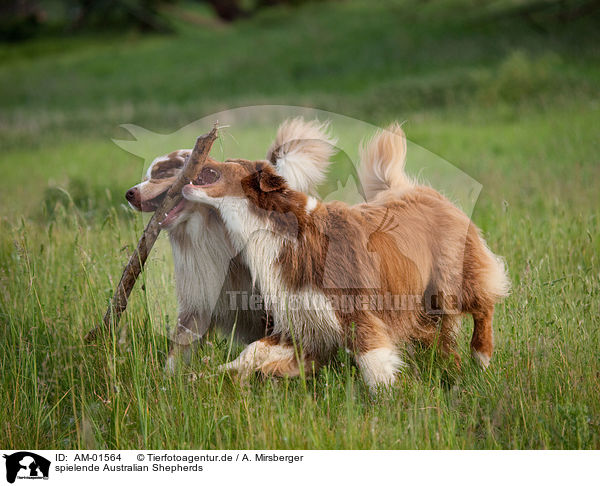spielende Australian Shepherds / playing Australian Shepherds / AM-01564