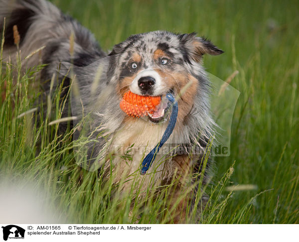 spielender Australian Shepherd / playing Australian Shepherd / AM-01565