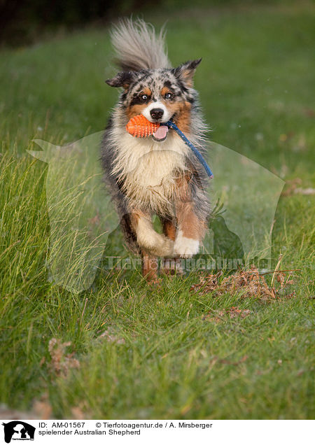 spielender Australian Shepherd / playing Australian Shepherd / AM-01567