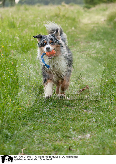spielender Australian Shepherd / playing Australian Shepherd / AM-01568