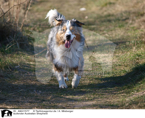 laufender Australian Shepherd / walking Australian Shepherd / AM-01577