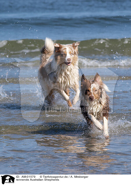 rennende Australian Shepherds / running Australian Shepherds / AM-01579