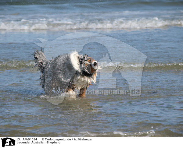 badender Australian Shepherd / AM-01594