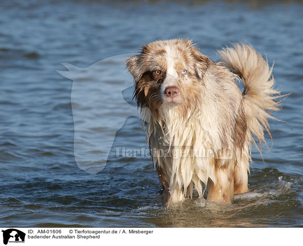 badender Australian Shepherd / AM-01606