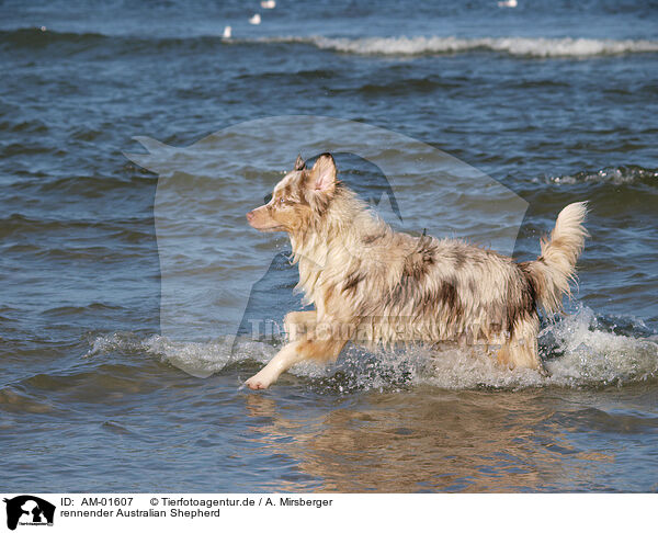 rennender Australian Shepherd / AM-01607