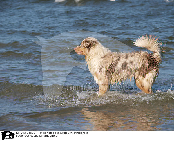 badender Australian Shepherd / AM-01608
