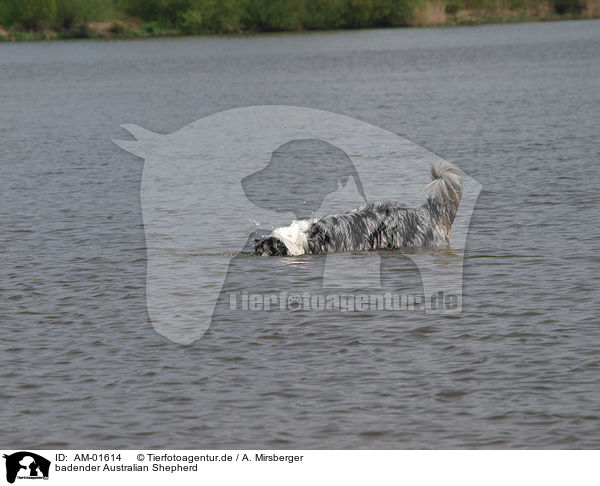 badender Australian Shepherd / AM-01614