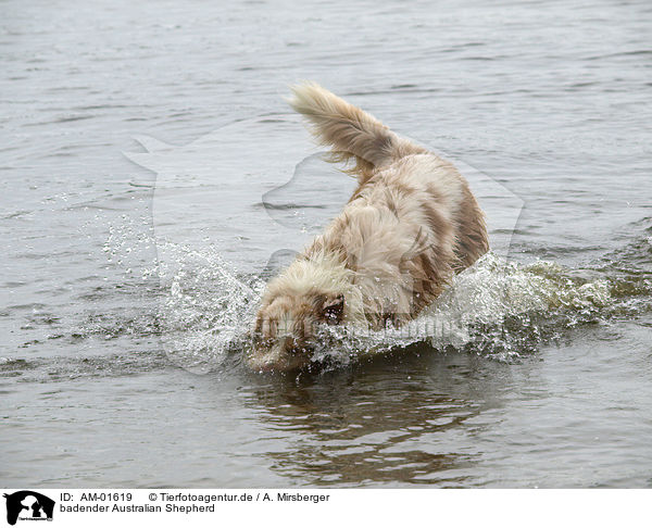 badender Australian Shepherd / AM-01619