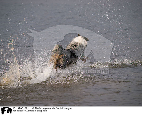 rennender Australian Shepherd / AM-01621