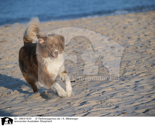 rennender Australian Shepherd / AM-01630