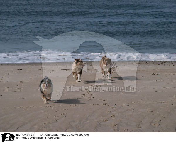 rennende Australian Shepherds / AM-01631
