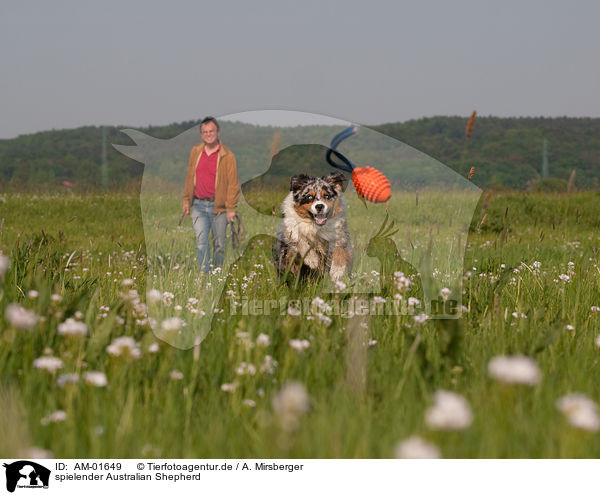spielender Australian Shepherd / playing Australian Shepherd / AM-01649