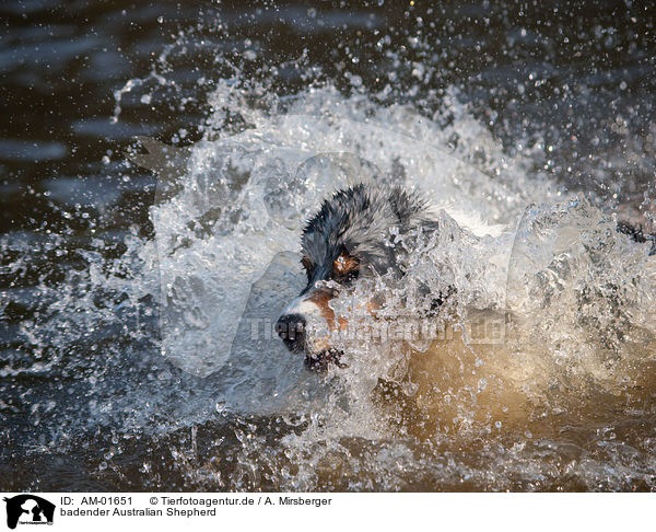 badender Australian Shepherd / AM-01651