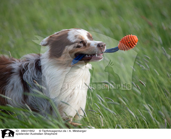 spielender Australian Shepherd / playing Australian Shepherd / AM-01662
