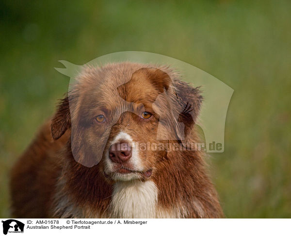 Australian Shepherd Portrait / Australian Shepherd Portrait / AM-01678