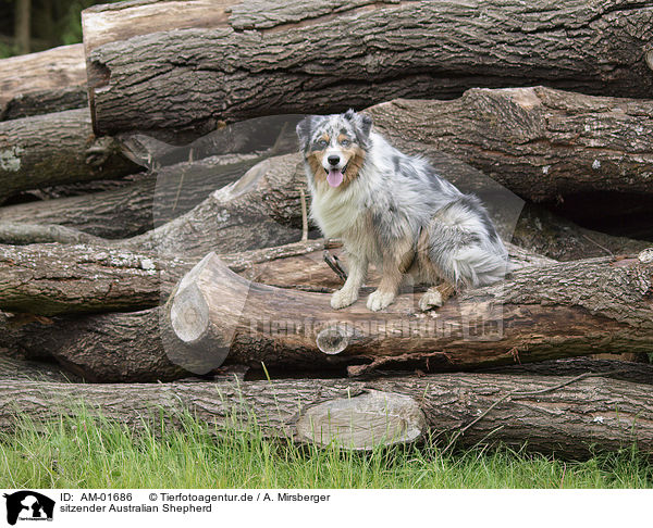 sitzender Australian Shepherd / sitting Australian Shepherd / AM-01686