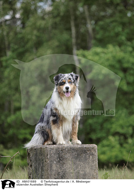 sitzender Australian Shepherd / sitting Australian Shepherd / AM-01689