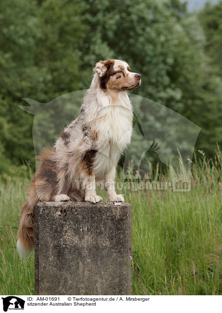 sitzender Australian Shepherd / sitting Australian Shepherd / AM-01691