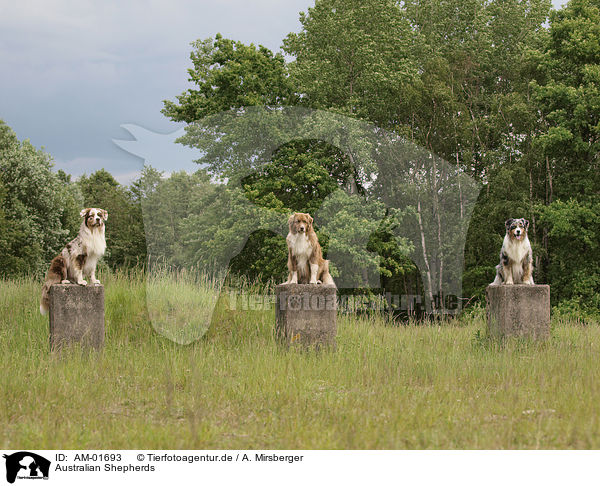 Australian Shepherds / Australian Shepherds / AM-01693