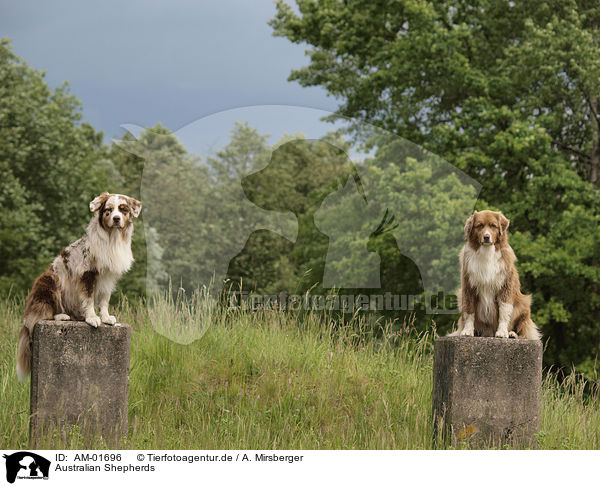 Australian Shepherds / Australian Shepherds / AM-01696