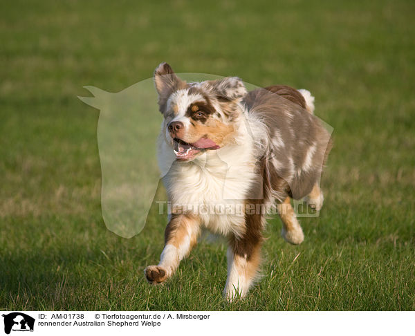 rennender Australian Shepherd Welpe / running Australian Shepherd puppy / AM-01738