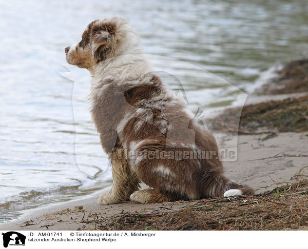 sitzender Australian Shepherd Welpe / AM-01741