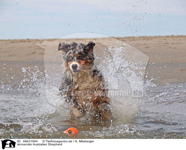 rennender Australian Shepherd / AM-01944