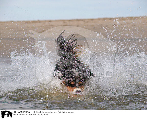 rennender Australian Shepherd / AM-01945