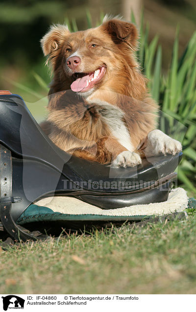 Australischer Sch�ferhund / Australian Shepherd / IF-04860