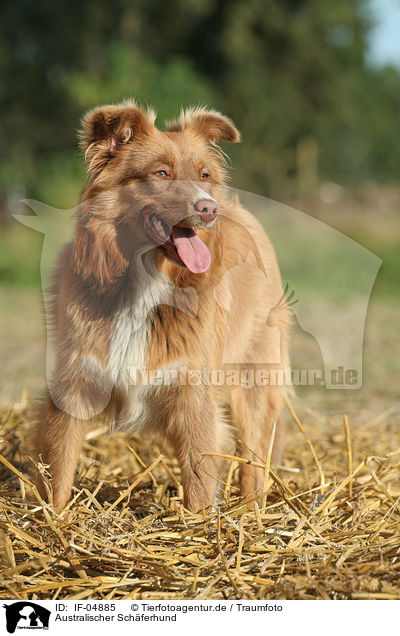 Australischer Schferhund / Australian Shepherd / IF-04885